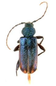 Attēlu rezultāti vaicājumam “Callidium violaceum”