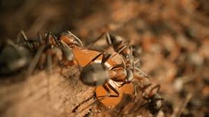 Attēlu rezultāti vaicājumam “Formica rufa pupa”