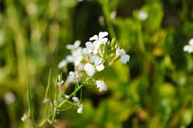 Attēlu rezultāti vaicājumam “Raphanus sativus flower”