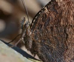 Attēlu rezultāti vaicājumam “Nymphalis polychloros upperside”