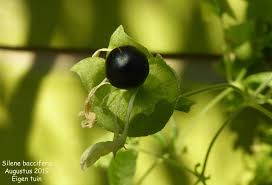 Attēlu rezultāti vaicājumam “Silene baccifera fruit”