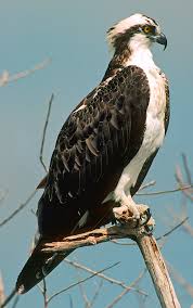 Attēlu rezultāti vaicājumam “Pandion haliaetus adult”