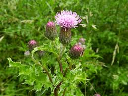 Attēlu rezultāti vaicājumam “Cirsium arvense fruit”