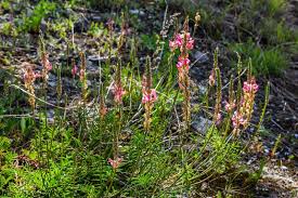 Attēlu rezultāti vaicājumam “Onobrychis arenaria leaf”