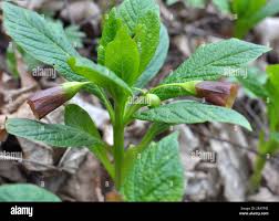 Attēlu rezultāti vaicājumam “Scopolia carniolica flower”
