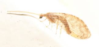 Attēlu rezultāti vaicājumam “Hemerobiidae”