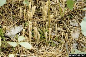 Attēlu rezultāti vaicājumam “Clavariadelphus ligula”