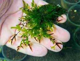 Attēlu rezultāti vaicājumam “Cratoneuron filicinum”