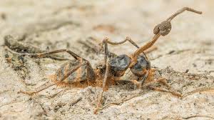 Attēlu rezultāti vaicājumam “Cordyceps stylophora”