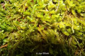 Attēlu rezultāti vaicājumam “Antitrichia curtipendula macro”