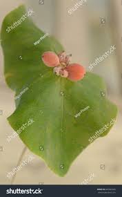 Attēlu rezultāti vaicājumam “Lonicera caprifolium fruit”