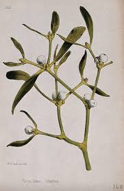 Attēlu rezultāti vaicājumam “Viscum album”