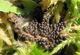 Attēlu rezultāti vaicājumam “Badhamia lilacina”