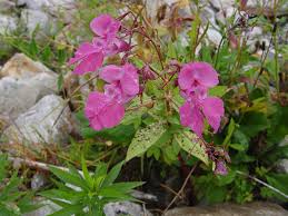 Image result for Impatiens glandulifera