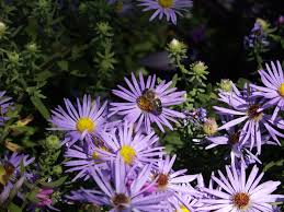 Image result for Aster