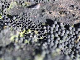 Attēlu rezultāti vaicājumam “Ruzenia spermoides”