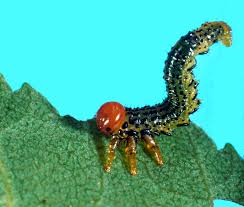 Attēlu rezultāti vaicājumam “Argidae larva”