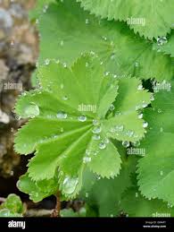Attēlu rezultāti vaicājumam “Alchemilla vulgaris aggr. leaf”