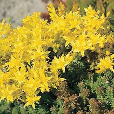 Attēlu rezultāti vaicājumam “Sedum sexangulare flower”