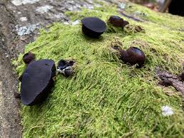 Attēlu rezultāti vaicājumam “Bulgaria inquinans”