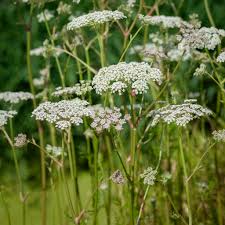 Attēlu rezultāti vaicājumam “Peucedanum palustre leaf”