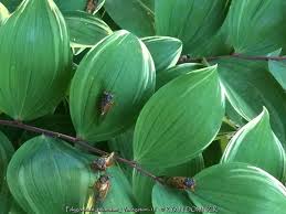 Attēlu rezultāti vaicājumam “Polygonatum odoratum”