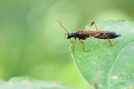 Attēlu rezultāti vaicājumam “Necydalis major”