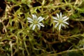 Attēlu rezultāti vaicājumam “Stellaria palustris leaf”