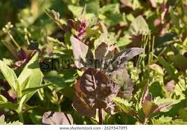 Attēlu rezultāti vaicājumam “Chenopodium rubrum flower”