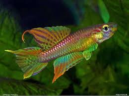 Image result for Aphyosemion