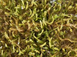 Attēlu rezultāti vaicājumam “Leucodon sciuroides”