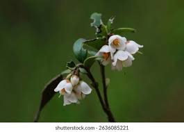 Attēlu rezultāti vaicājumam “Vaccinium vitis-idaea flower”