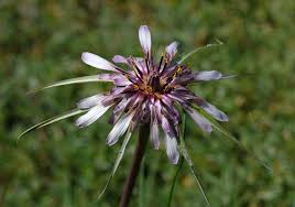 Attēlu rezultāti vaicājumam “Tragopogon heterospermus”