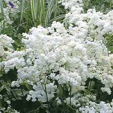 Attēlu rezultāti vaicājumam “Filipendula vulgaris flower”