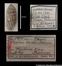 Attēlu rezultāti vaicājumam “Cribraria intricata young”