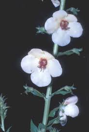 Attēlu rezultāti vaicājumam “Verbascum blattaria flower”