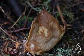 Attēlu rezultāti vaicājumam “Gyromitra infula”