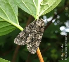 Attēlu rezultāti vaicājumam “Acronicta rumicis imago”