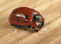 Attēlu rezultāti vaicājumam “Gonioctena viminalis”