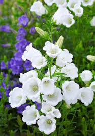 Image result for Campanula medium