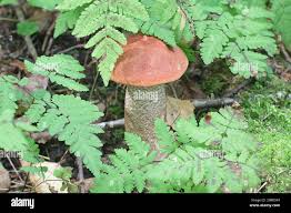 Attēlu rezultāti vaicājumam “Leccinum aurantiacum”