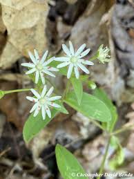 Attēlu rezultāti vaicājumam “Stellaria crassifolia leaf”