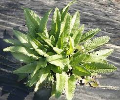 Attēlu rezultāti vaicājumam “Stachys officinalis leaf”