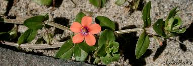 Image result for Anagallis arvensis