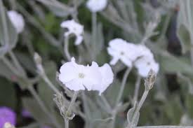 Image result for Lychnis coronaria alba