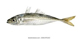 Image result for Trachurus trachurus