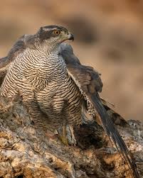 Attēlu rezultāti vaicājumam “Accipiter gentilis adult”