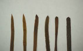 Attēlu rezultāti vaicājumam “Stuckenia pectinata leaf”