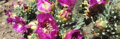 Image result for Cactaceae