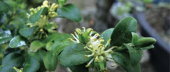 Attēlu rezultāti vaicājumam “Buxus sempervirens flower”